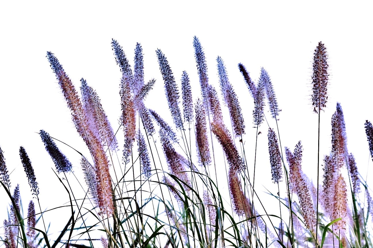 갈대 코스모스 꽃 가을 하늘 풍경 사진 0002